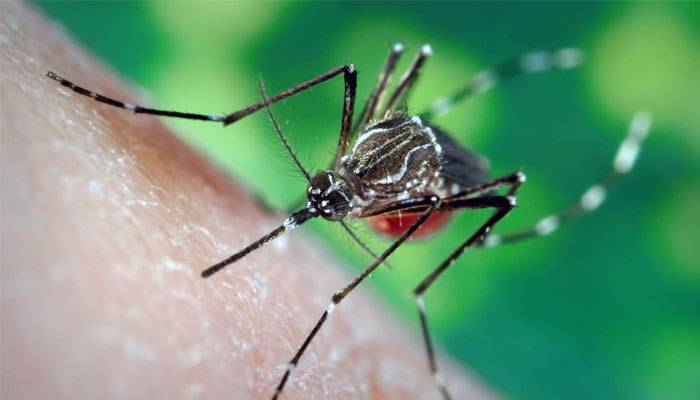 Understanding Chikungunya: Symptoms, Treatment, and Recovery